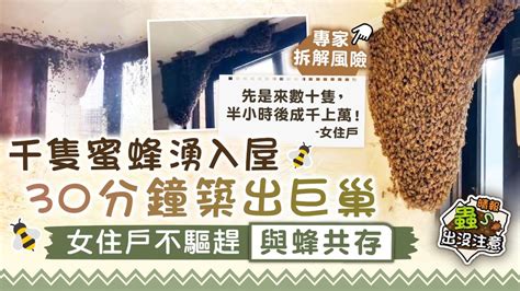 蜂來築巢|蜜蜂入屋 ｜蜜蜂入屋預兆｜「手作治蟲」蜜蜂入屋原